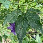 Passiflora incarnata Blatt