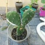 Opuntia ficus-indicaBlatt