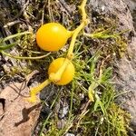 Loranthus europaeus Fruit