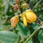 Senna occidentalis Цвят