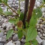 Cotoneaster bullatus Leaf