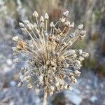 Allium polyanthum Fruto