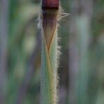 Tripidium ravennae Bark