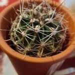 Sclerocactus parviflorus Leaf