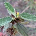 Waltheria indica Fuelha