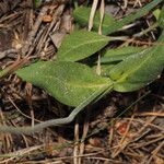 Knautia collina Blad