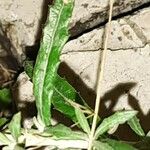 Senecio pterophorus برگ