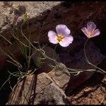 Calochortus flexuosus Blodyn