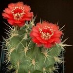 Lobivia lateritia 花