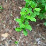 Ligustrum sinenseLeaf