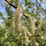 Salix aurita Blomma