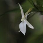 Angraecum angustipetalum Blüte