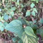 Melochia nodiflora Flor