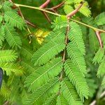 Vachellia cornigera Leht