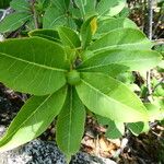 Brunfelsia americana Folio
