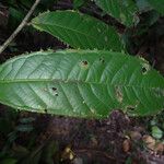 Fusaea longifolia Leaf