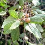 Rhoicissus tridentata Fruit