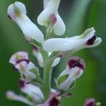 Fumaria parviflora Цвят