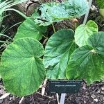 Begonia chitoensis Hoja