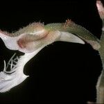 Anoectochilus geniculatus Λουλούδι