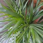 Howea forsteriana Hoja