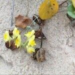 Linaria thymifolia Flor