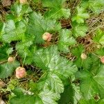 Rubus tricolor Leaf