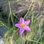 Sabatia grandiflora