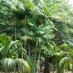 Ptychosperma macarthurii Hábito