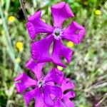 Silene scabriflora Flower