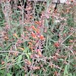 Agastache rupestris Flower