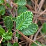 Dryas drummondii Leaf