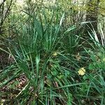 Yucca flaccida Leaf