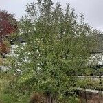 Malus pumila Habit