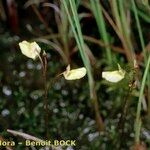 Utricularia minor Хабит