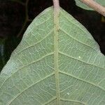 Dichapetalum rugosum 葉