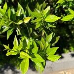 Citrus × microcarpa Leaf