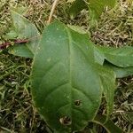 Phytolacca rivinoides Blad