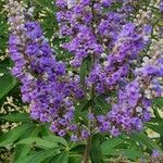 Vitex agnus-castusFlor