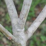 Ardisia densiflora Bark