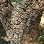 Vachellia permixta Bark