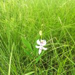 Calopogon pallidus Yeri