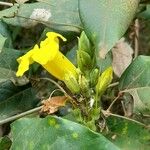Adenocalymma marginatum Flor