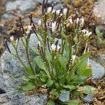 Cardamine bellidifolia عادت