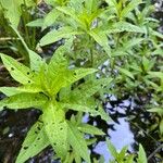 Penthorum sedoides Leaf