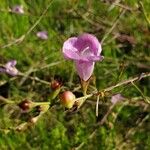 Agalinis purpureaFlors