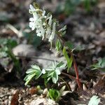 Corydalis solida Habitat