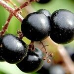 Ligustrum vulgare Fruit