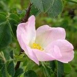 Rosa micrantha Flor