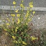 Verbascum sinuatum Habitus